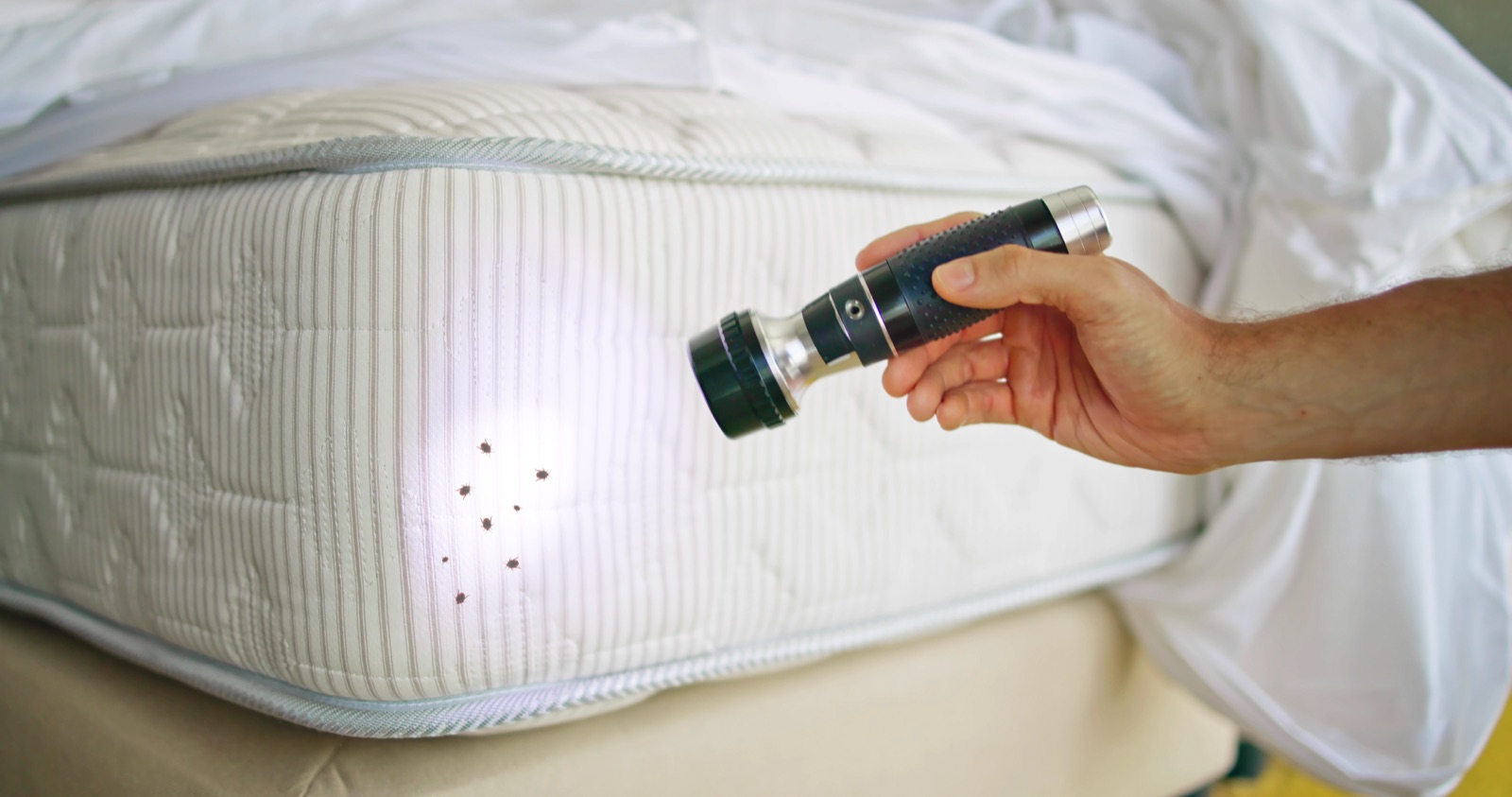 EcoForce bed bug inspection and identification service image